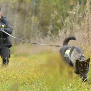 Canine Guidelines & Best Practices