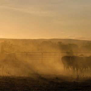Introduction to Cattle Theft Investigation