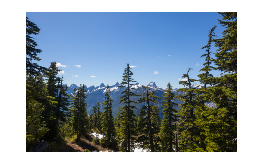 Landscape photo of trees with snow-capped mountains in the background and a blue sky.